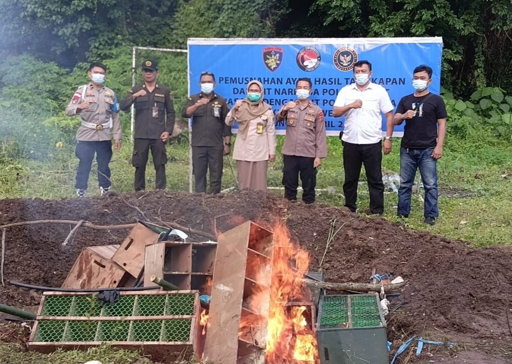 Ratusan Ayam Ilegal Dimusnahkan, Aparat Perketat Pengawasan Jalur Laut di Sulut